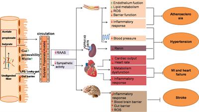 Microbiota-derived short-chain fatty acids: Implications for cardiovascular and metabolic disease